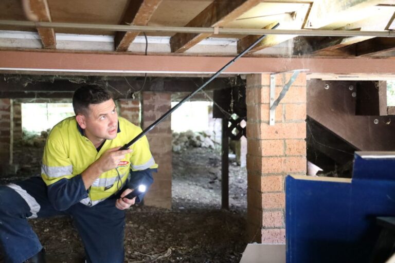 termite and pest treatment