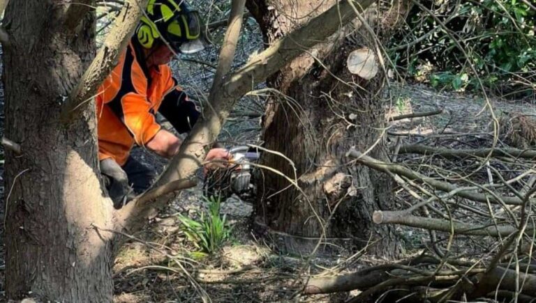 arborist Lane Cove