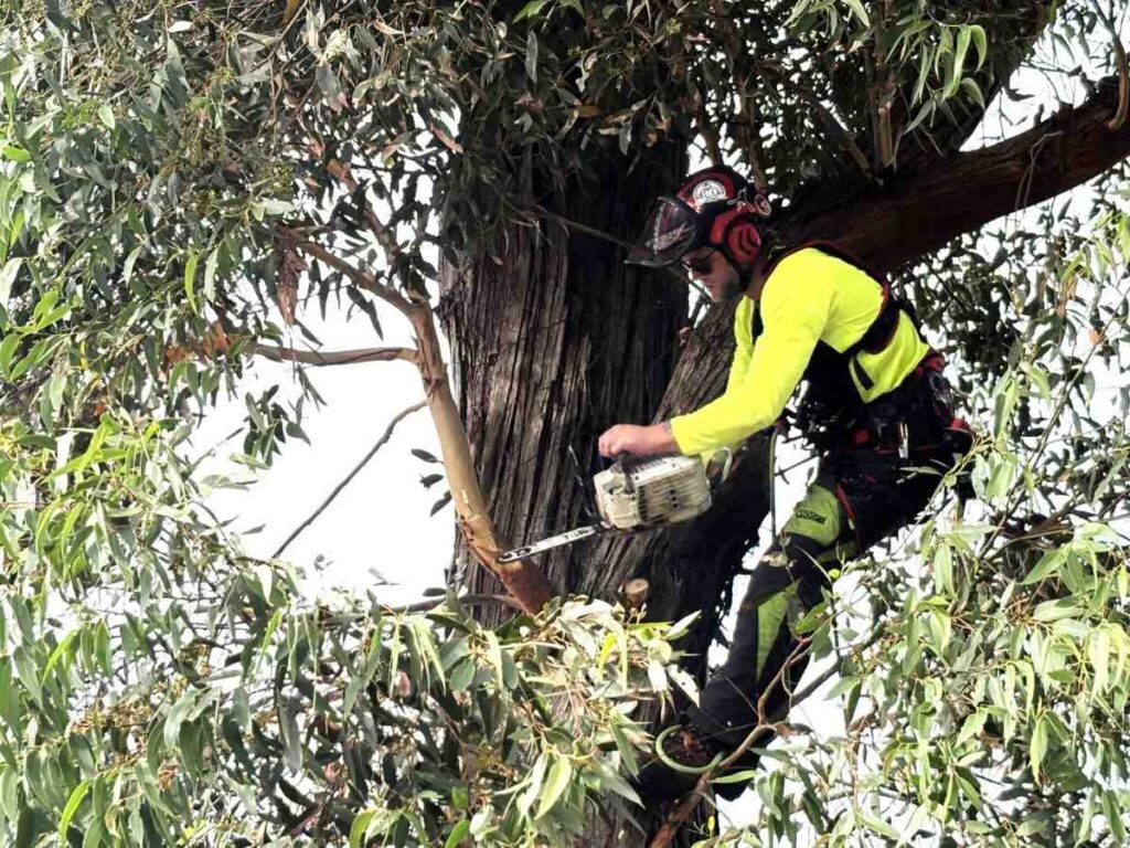Gladesville tree removal