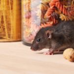 sydney rodent removal