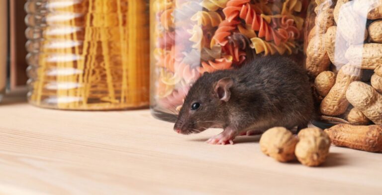 sydney rodent removal