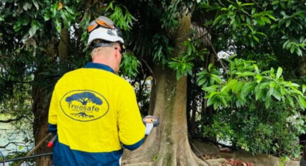 arborist Lane Cove