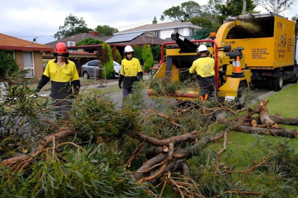 Chatswood arborist