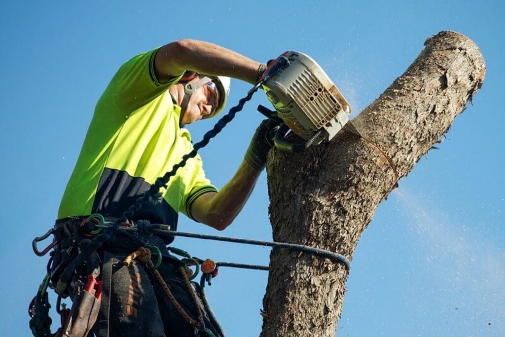 Chatswood arborist