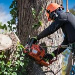 Chatswood arborist