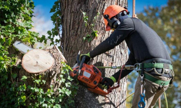 Chatswood arborist