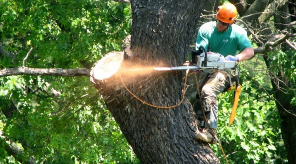 Gladesville tree removal