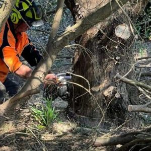 arborist Lane Cove