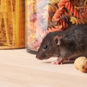 sydney rodent removal