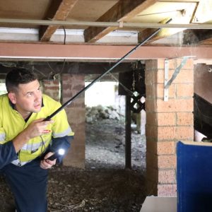 termite and pest treatment